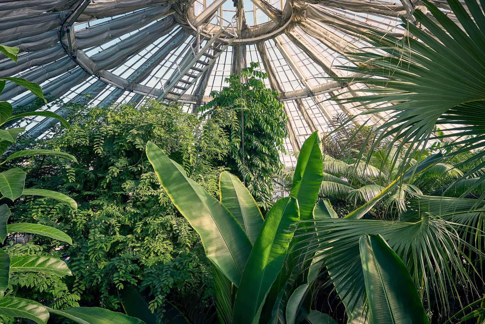 palmehuset jardin botanique copenhague
