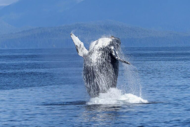 Observation des baleines en catamaran