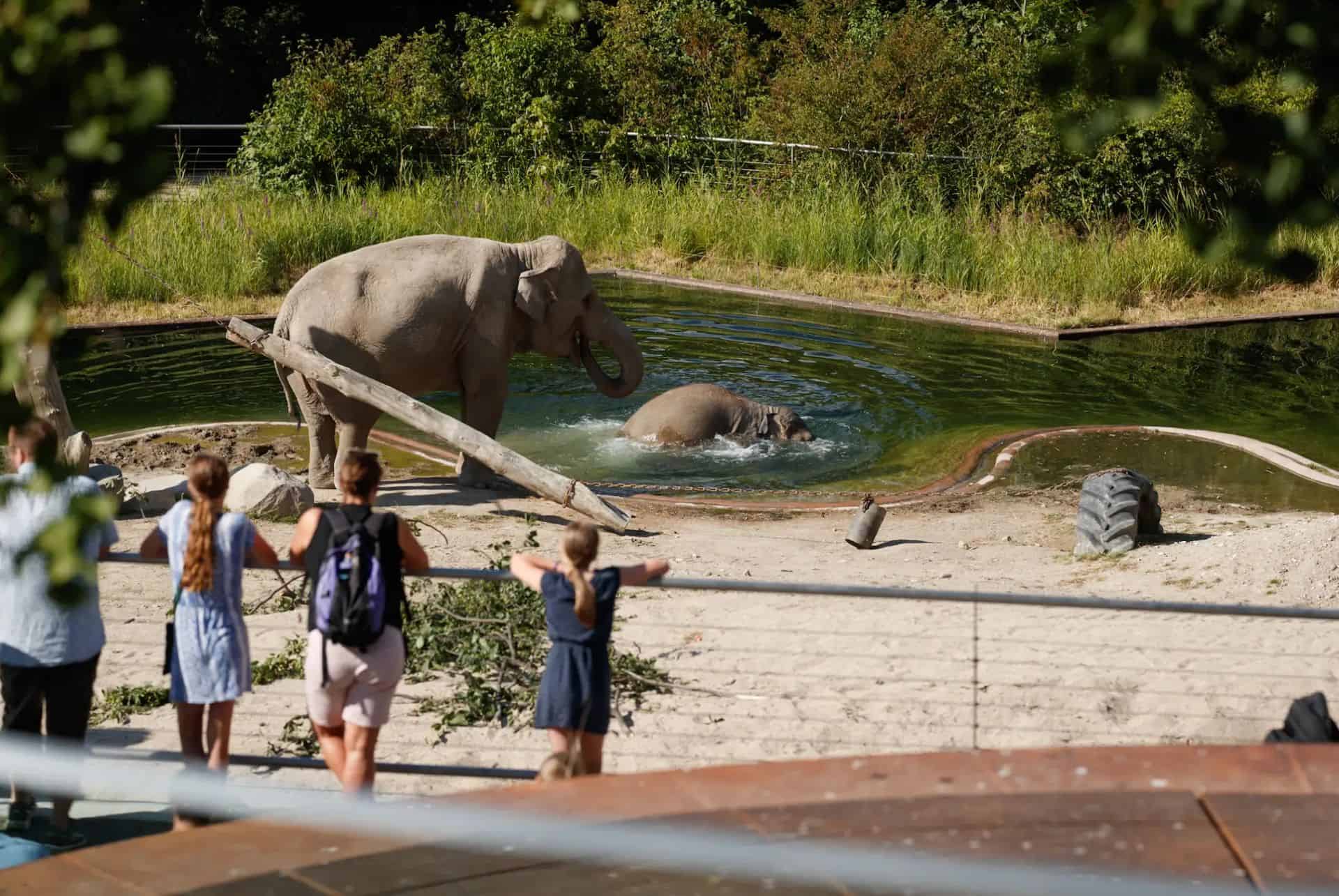 elephants zoo de copenhague elephants zoo de copenhague