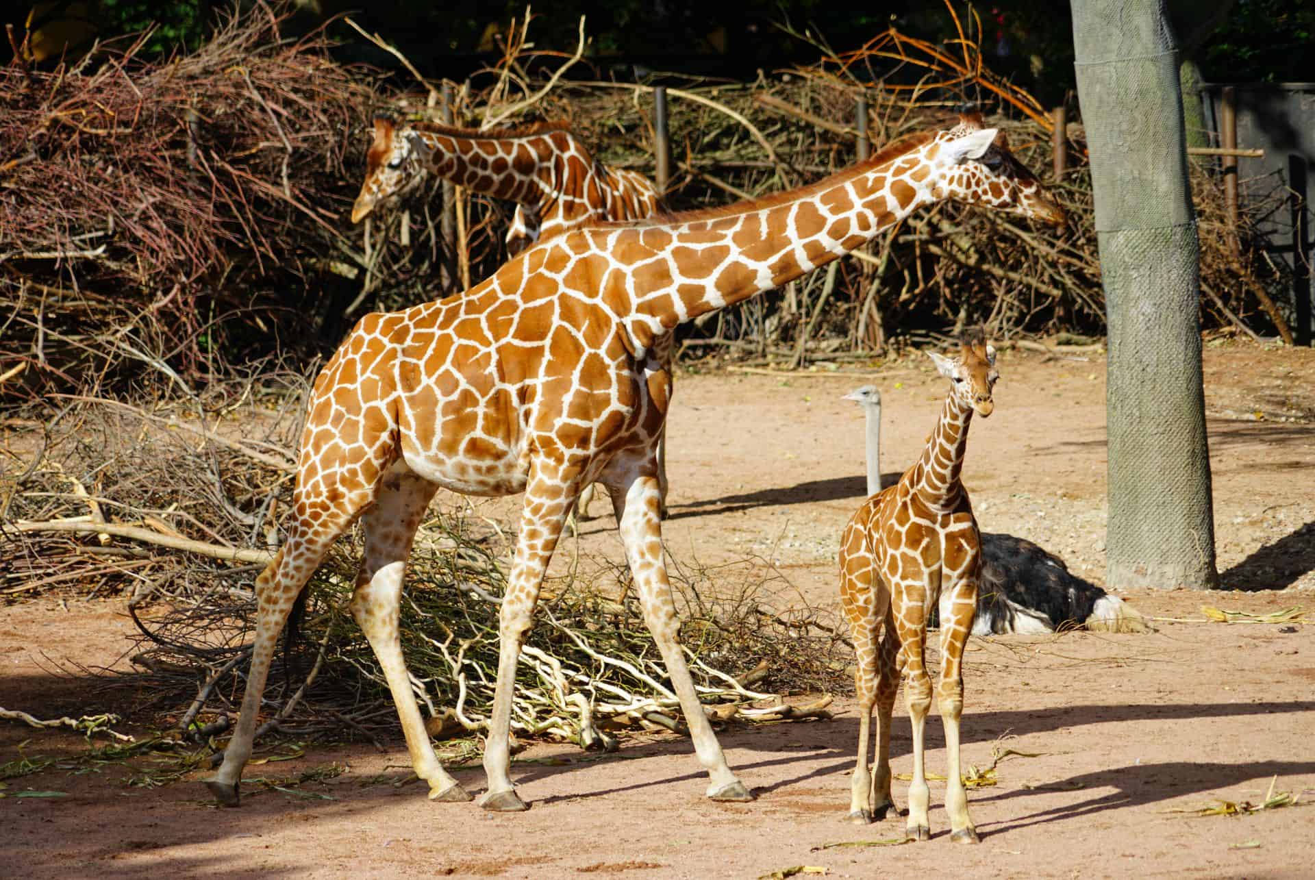 giraffes zoo de copenhague giraffes zoo de copenhague