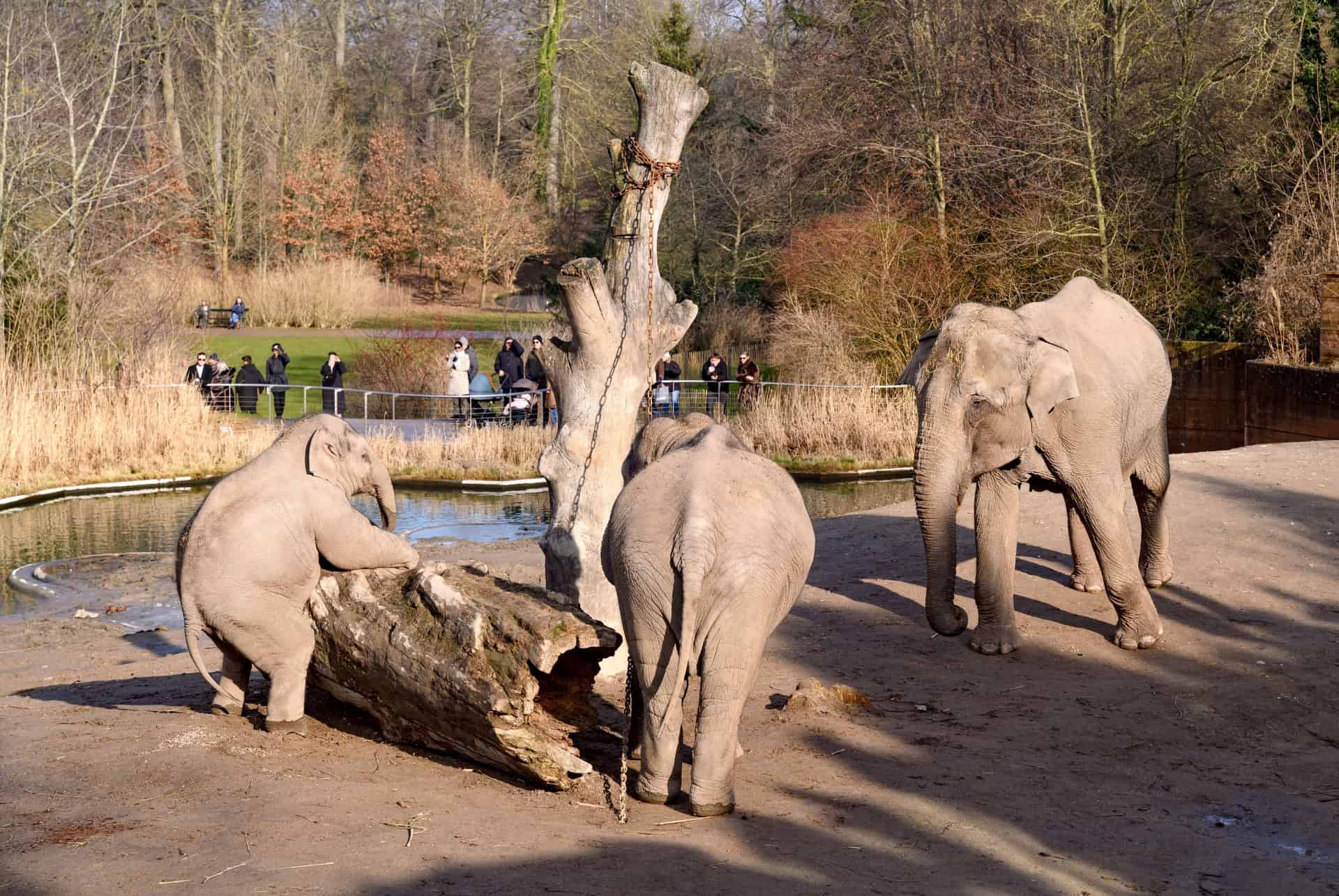 maison des elephants maison des elephants