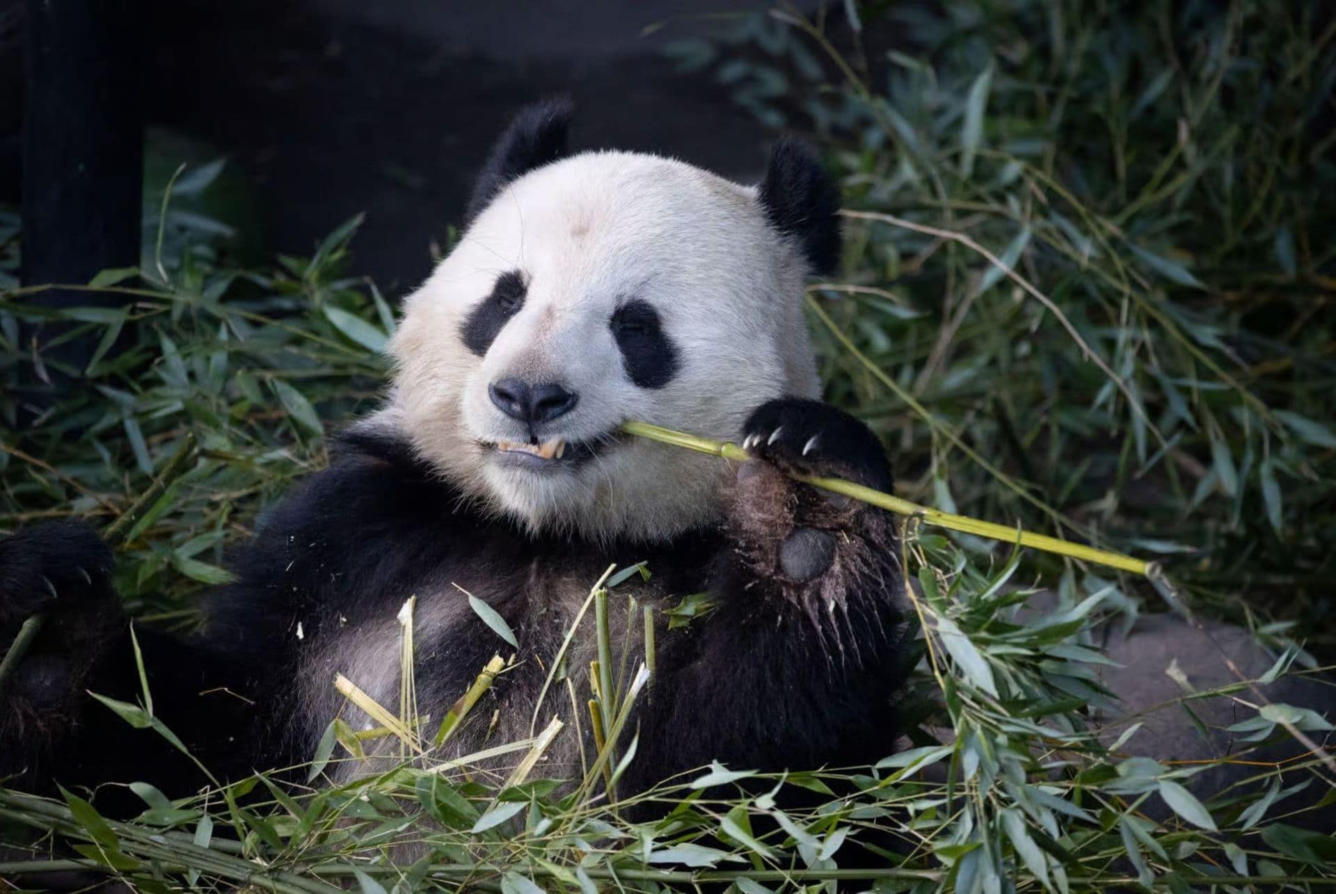 panda zoo de copenhague